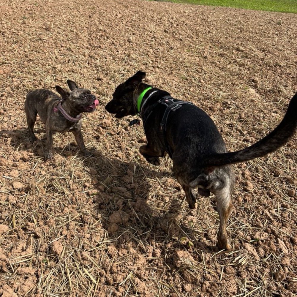 Hundetreffen-Hundegruppe Göttingen und Umgebung-Profilbild