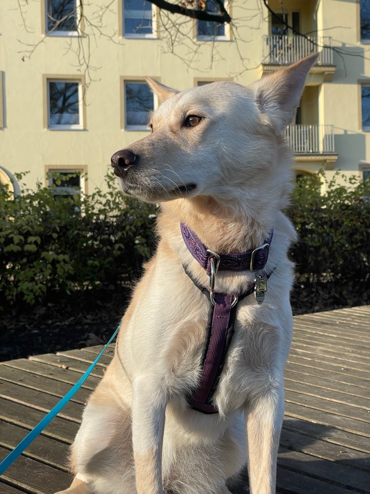 Hundetreffen-Gassi Runden unter der Woche-Profilbild