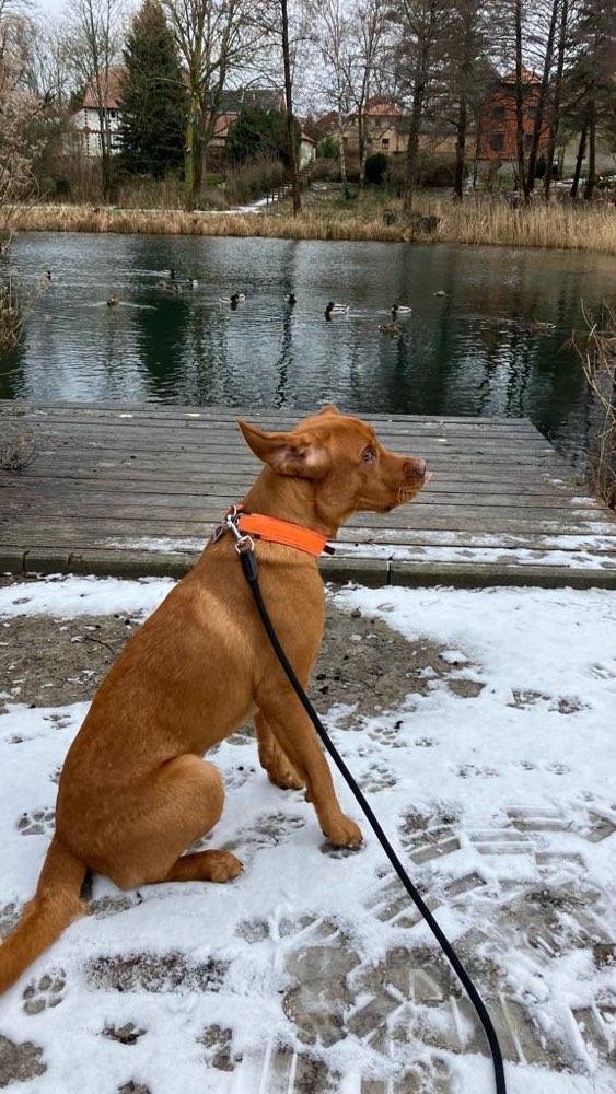 Hundetreffen-Hundefreund für unseren Fuchs Phoenix gesucht-Profilbild