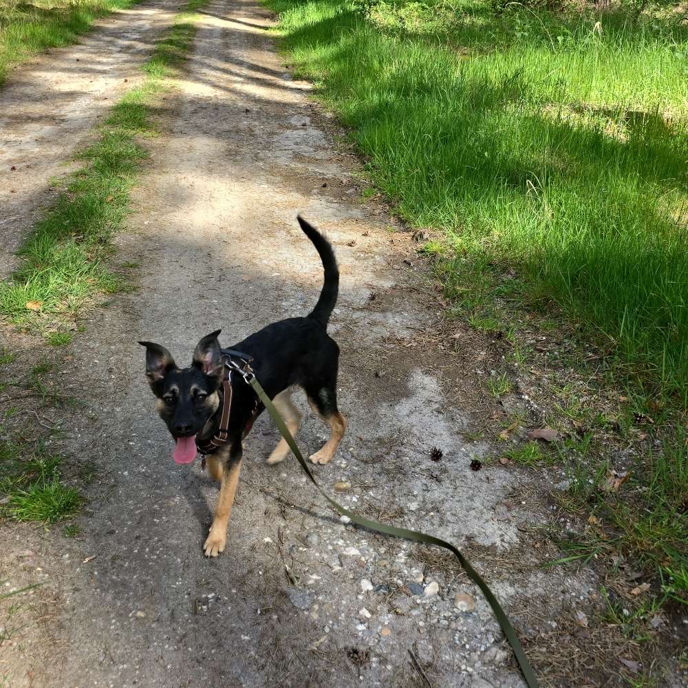 Hundetreffen-Spaziergang in der Dübener Heide-Profilbild