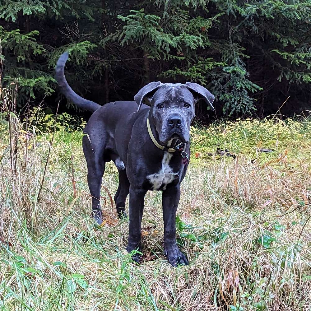 Hundetreffen-Spielen und Toben-Profilbild