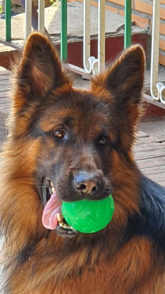 Hundetreffen-Spaziergang mit Hund-Profilbild