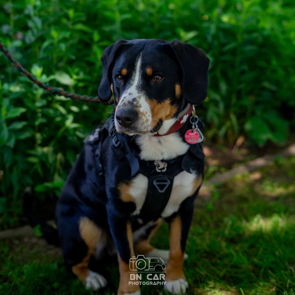 Hundetreffen-Gemeinsame Gassi- und Spielrunden-Profilbild