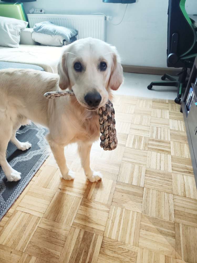 Hundetreffen-Junghund Spielstunde-Profilbild