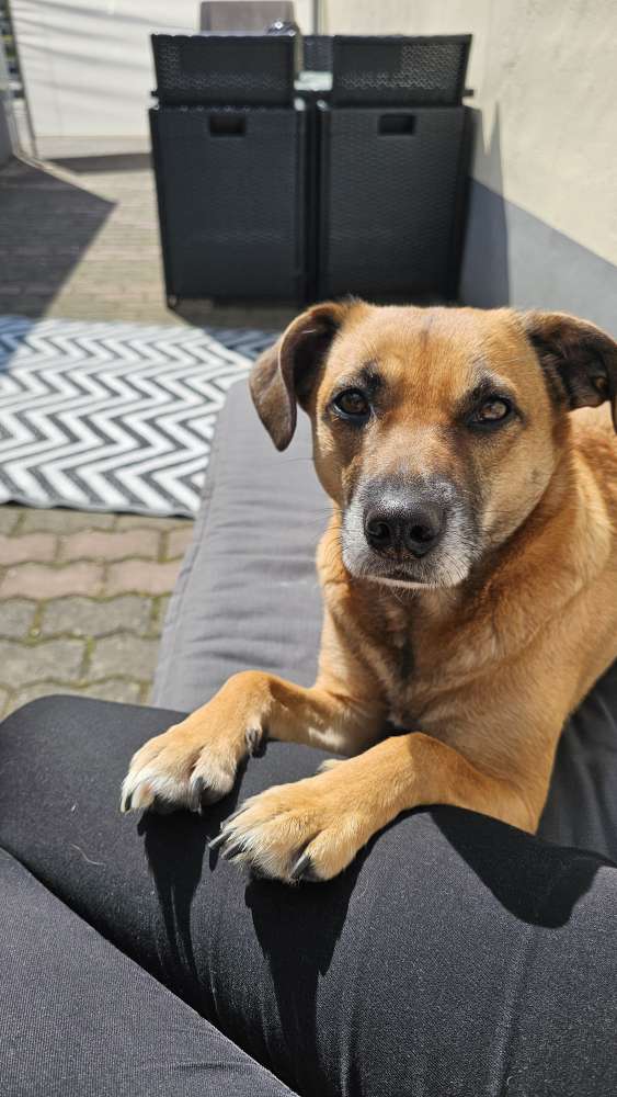 Hundetreffen-Hundetreffen /Spieltreffen/Gassirunden-Profilbild