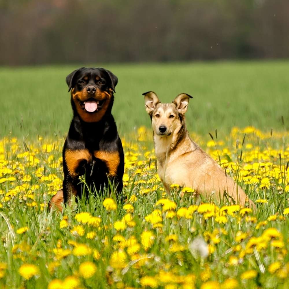 Hundetreffen-Hundetreff-Profilbild