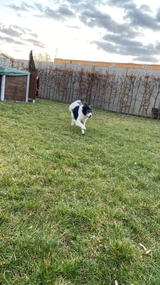 Suchmeldung-Aris-Profilbild