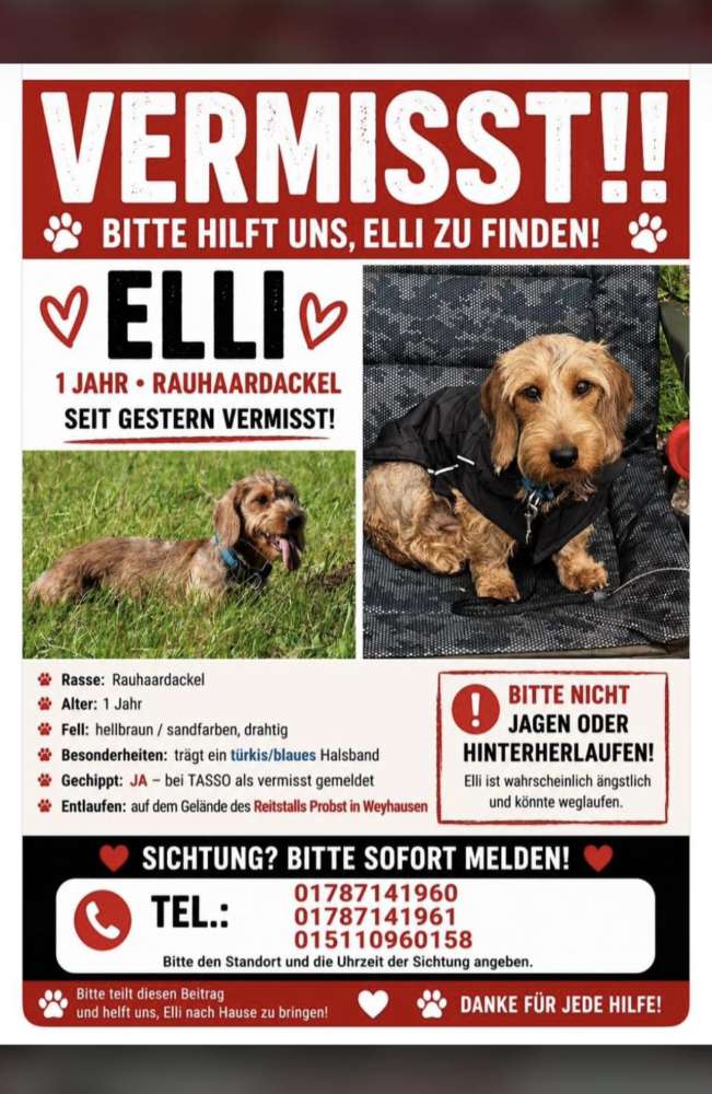 Suchmeldung-Elli-Profilbild