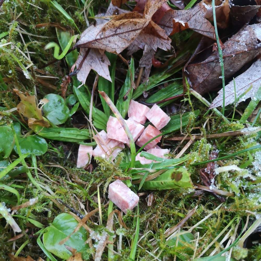 Giftköder-Möglicherweise Giftköder-Profilbild