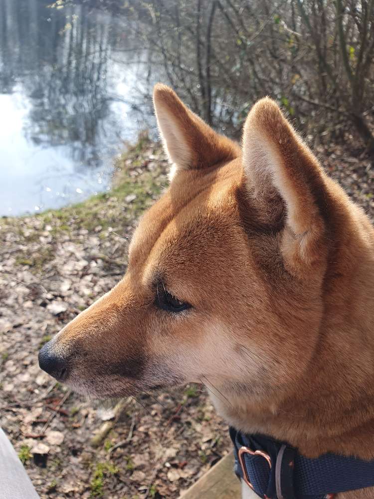 Hundetreffen-Shiba Inu Treffen-Profilbild