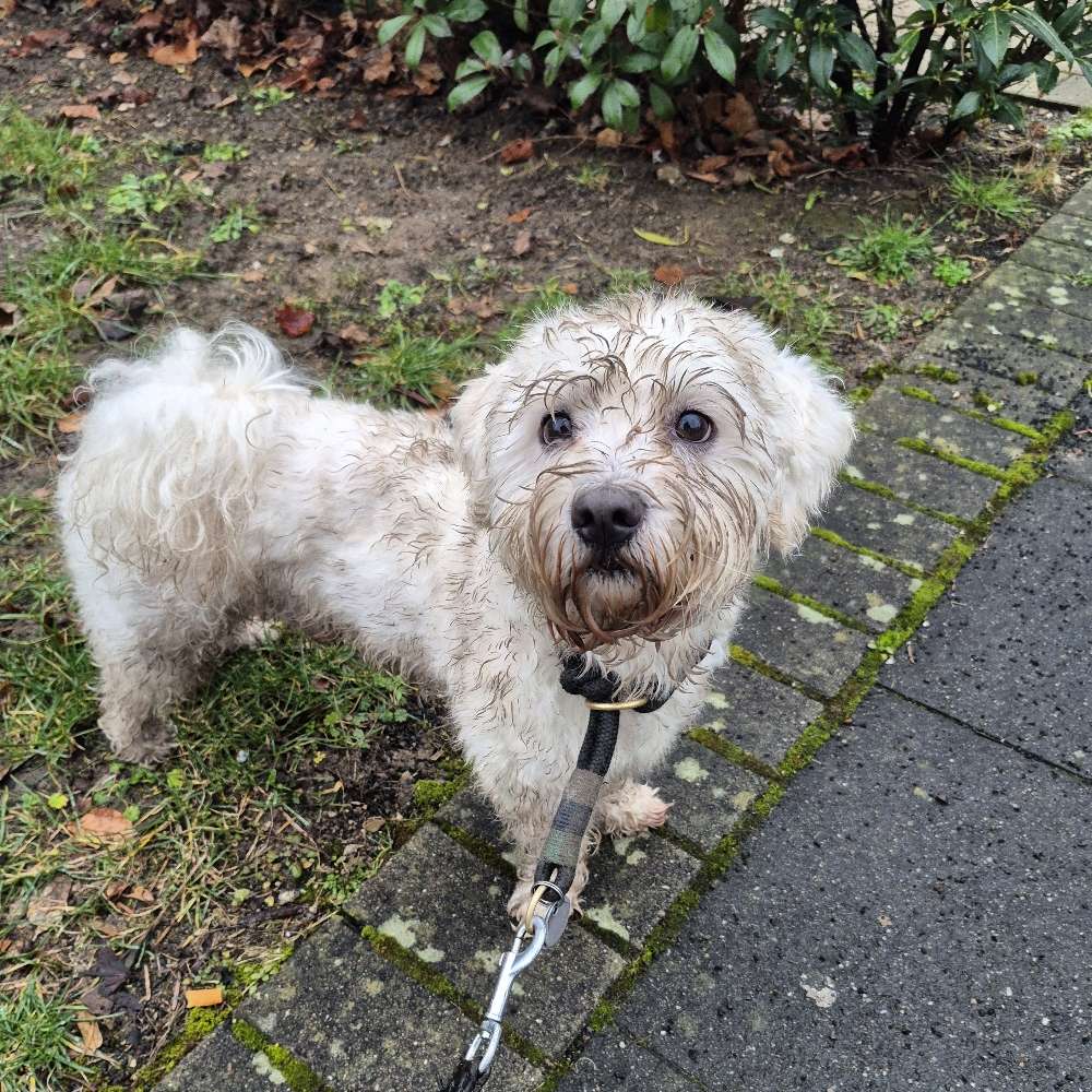 Hundetreffen-Spielpartner in Nippes gesucht!-Profilbild