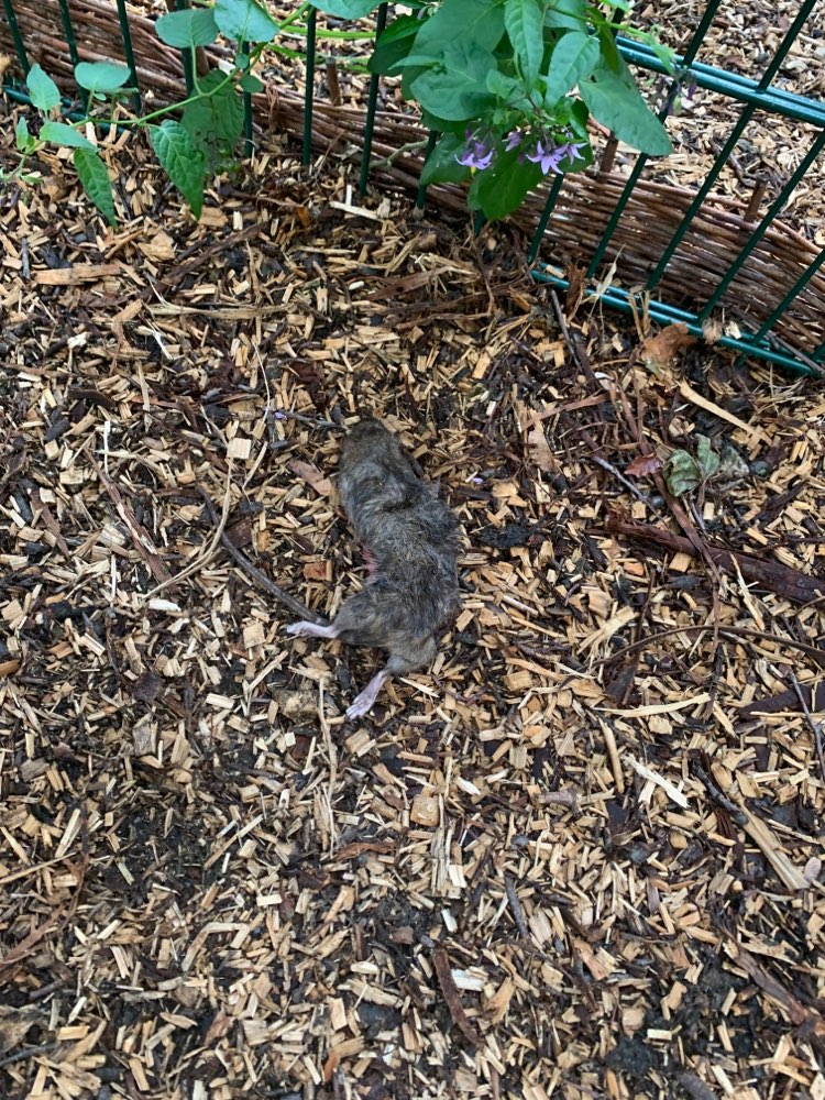 Giftköder-Tote Ratte (keine offensichtliche Vergiftung)-Profilbild