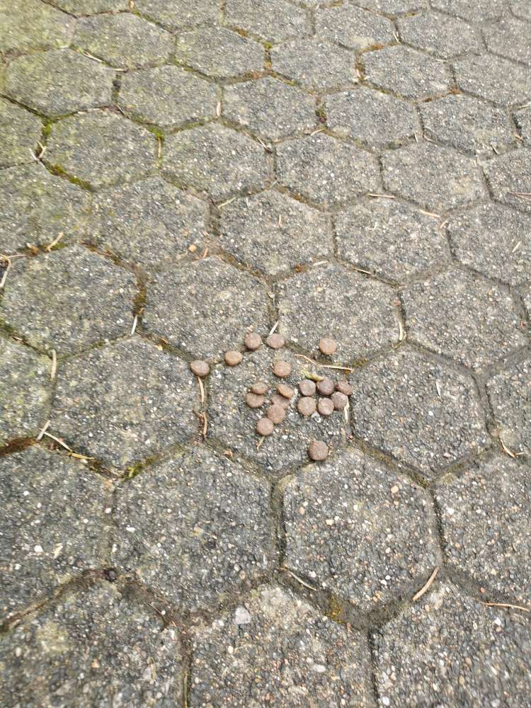 Giftköder-Vermutlich Giftköder-Profilbild