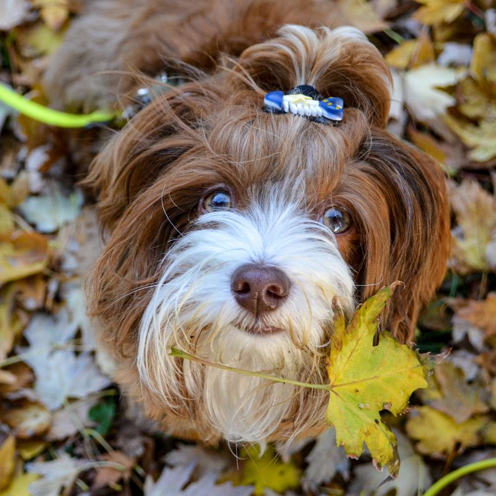 Hundetreffen-Spiel-/Gassipartner gesucht-Profilbild