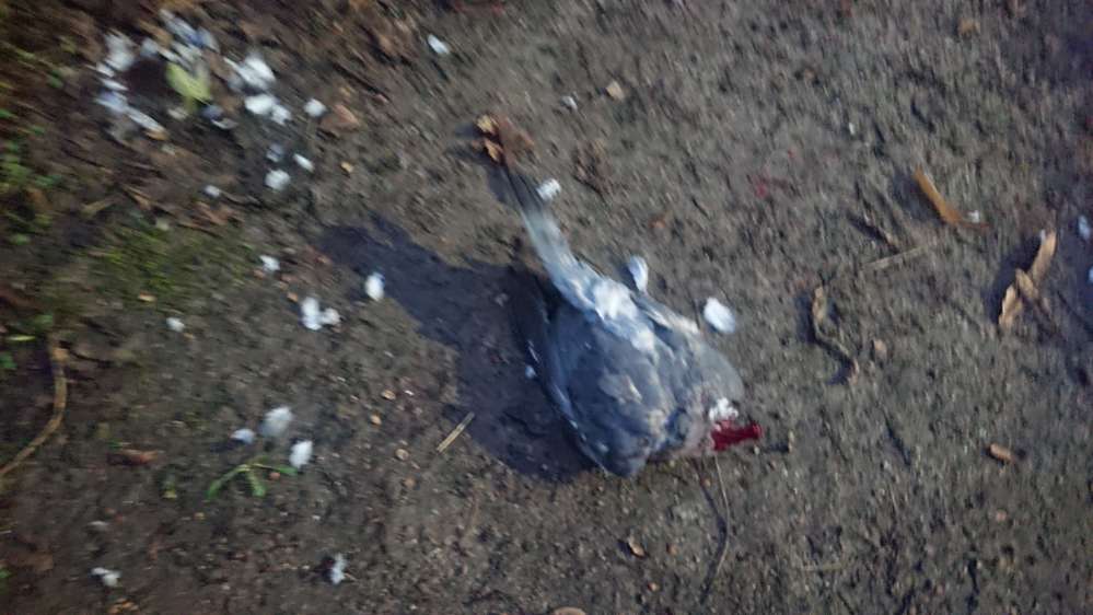 Giftköder-Tote Taube-Profilbild