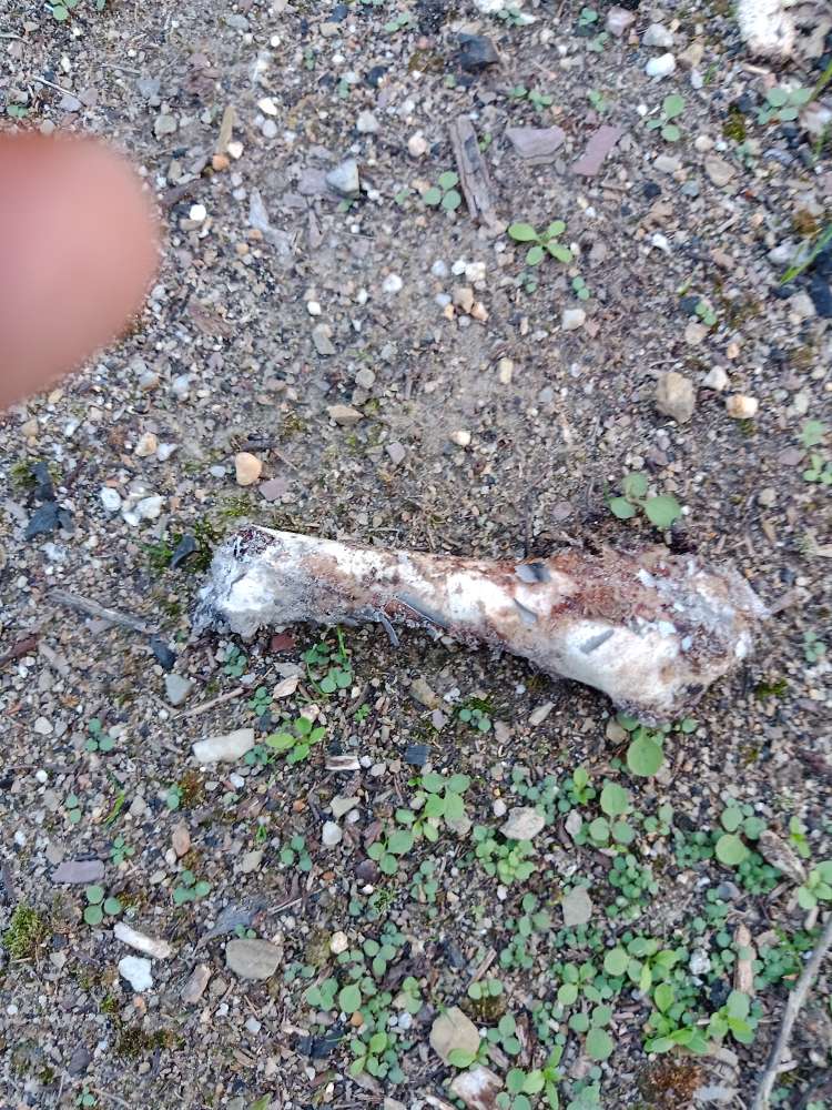 Giftköder-Gift-Profilbild