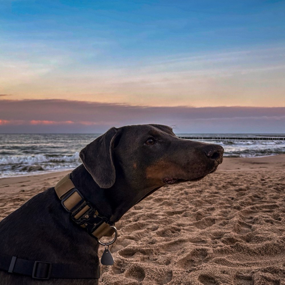 Hundetreffen-Spielkamerad gesucht-Profilbild