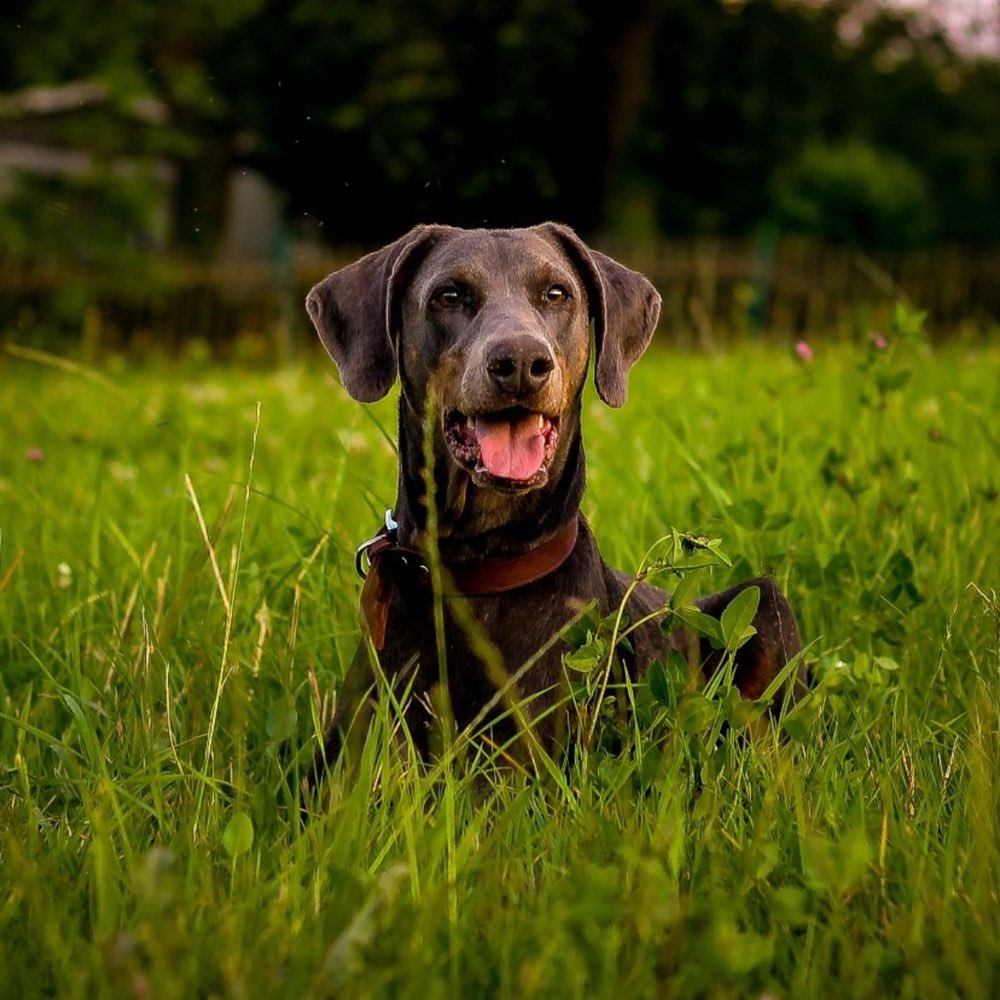 Hundetreffen-Gassirunde/Spielrunde/Training/etc.-Profilbild