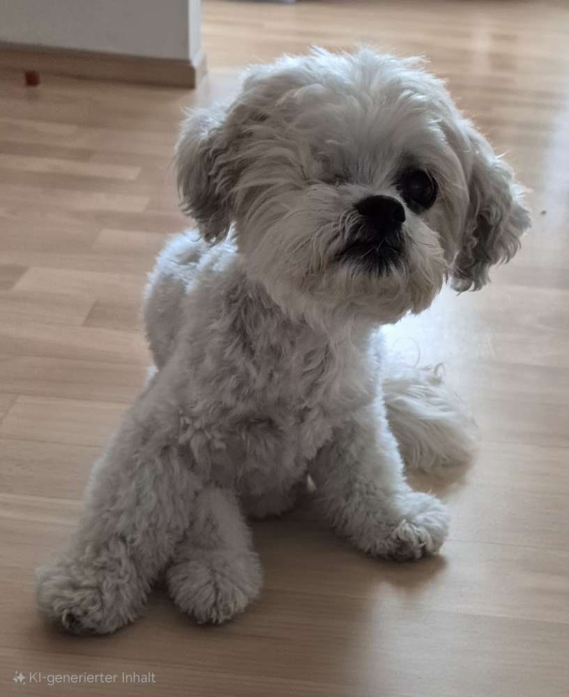 Hundetreffen-Gemütliche Gassirunde-Profilbild