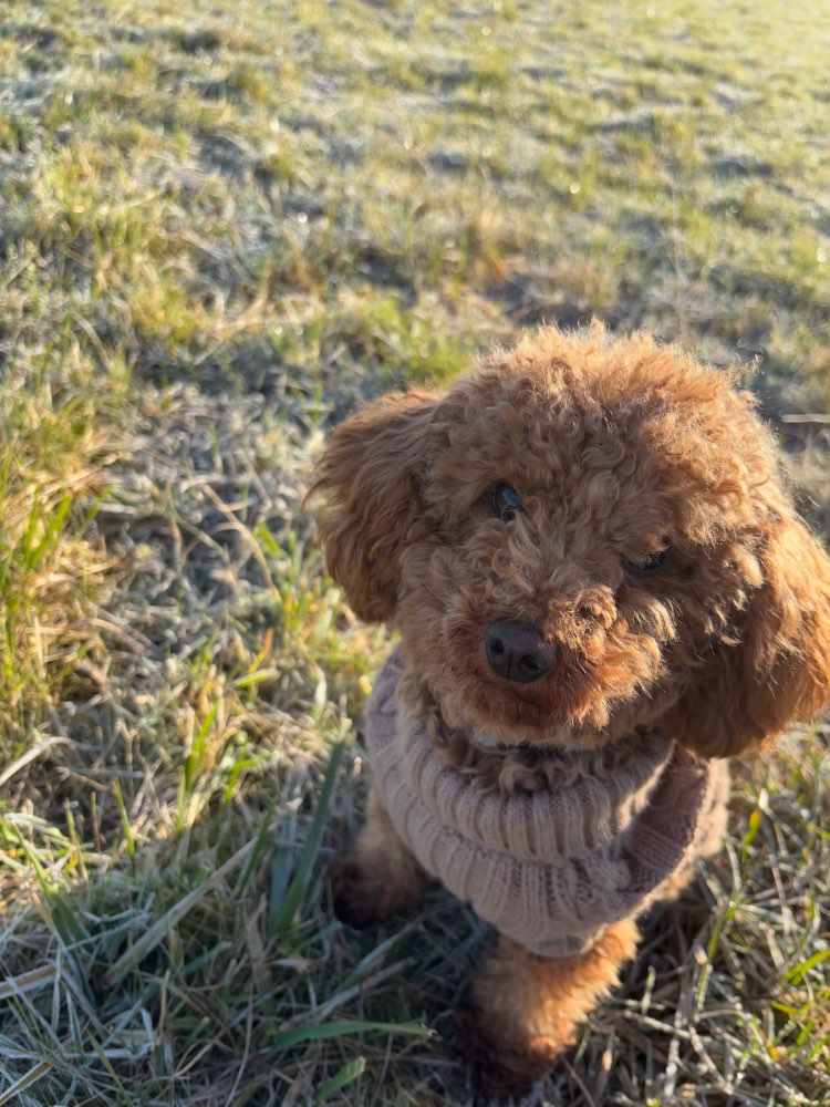 Hundetreffen-Gassi & Spielen-Profilbild