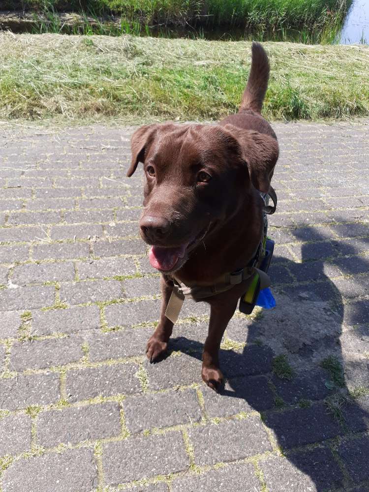 Hundetreffen-Zum Spielen-Profilbild