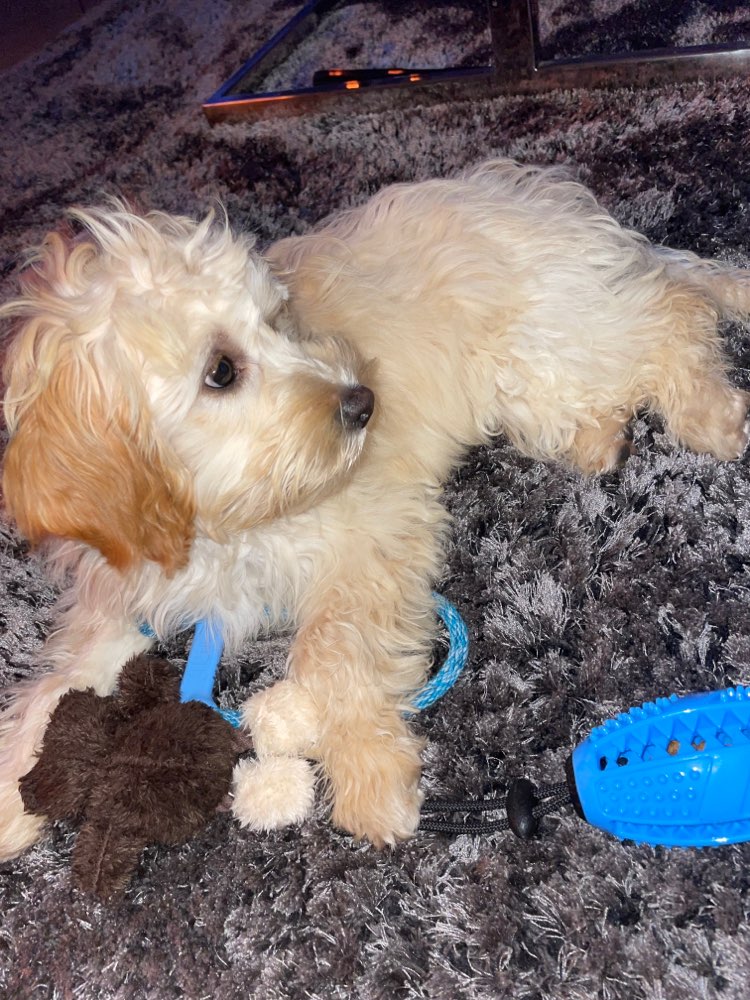 Hundetreffen-Welpentreffen in Dallgow-Profilbild