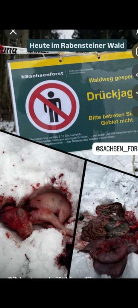 Giftköder-Tote Wildschweinbabys-Profilbild