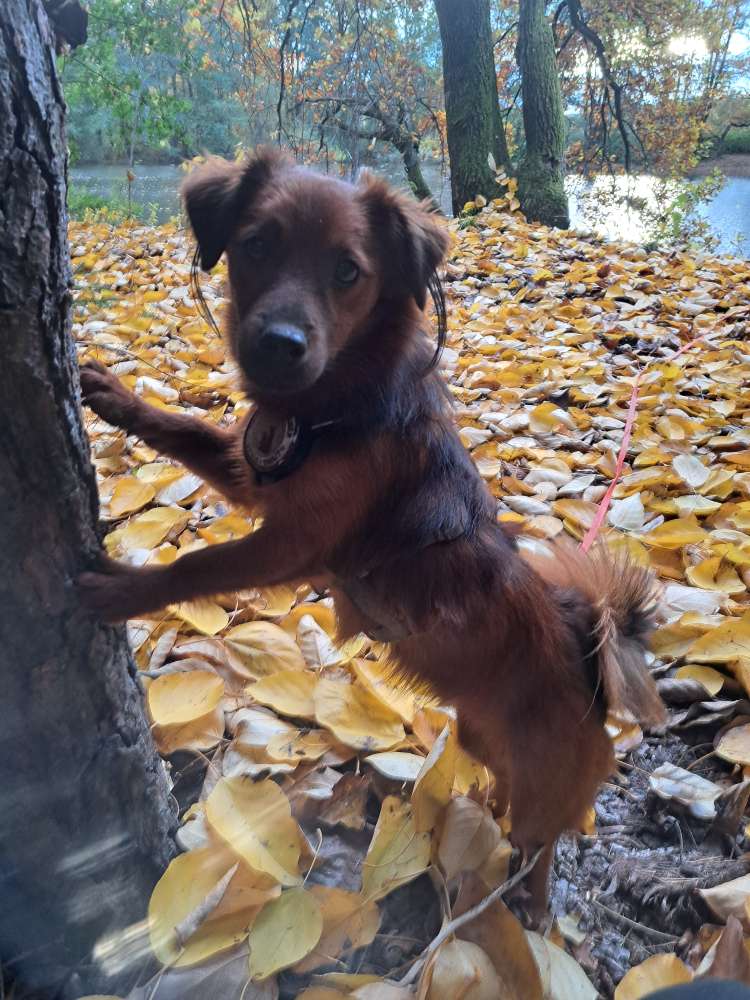 Hundetreffen-Hundetreffen für Spielen und Toben-Profilbild