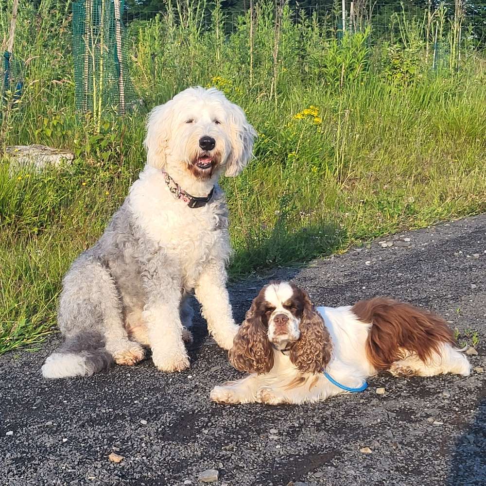 Hundetreffen-Hundefreunde für regelmäßige gemeinsame Gassirunden gesucht-Profilbild