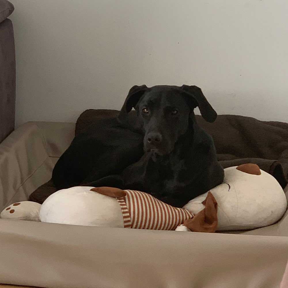 Hundetreffen-Gassi-/Trainingsrunde mit spielen-Profilbild