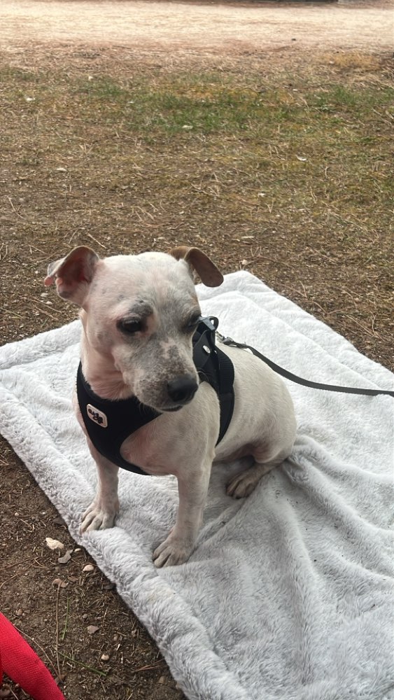 Hundetreffen-Gassitreffen-Profilbild