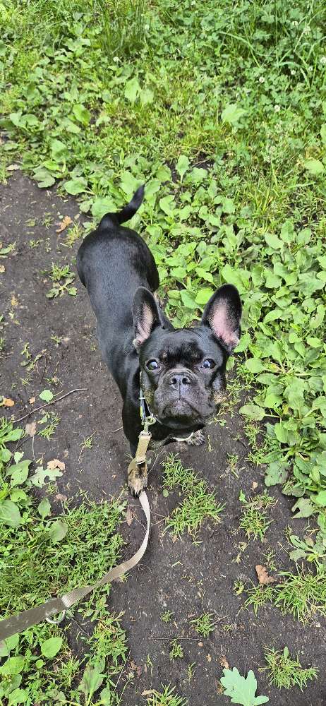 Hundetreffen-Trainings- Und Gassibuddy gesucht-Profilbild