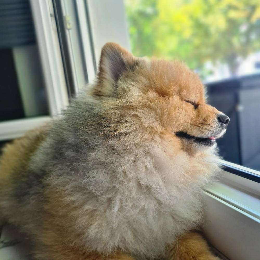 Hundetreffen-Waffle sucht spiel kameraden-Profilbild