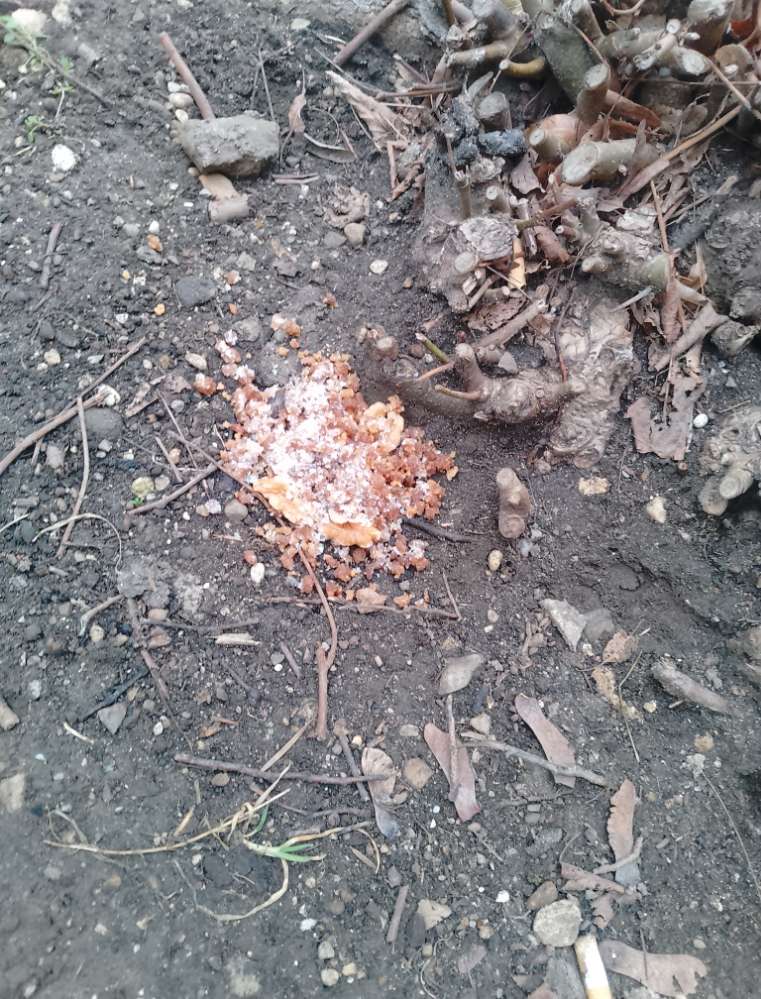 Giftköder-Möglicher giftköder-Profilbild