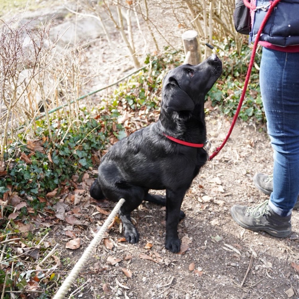 Hundetreffen-Gassi-und Spielrunde-Profilbild