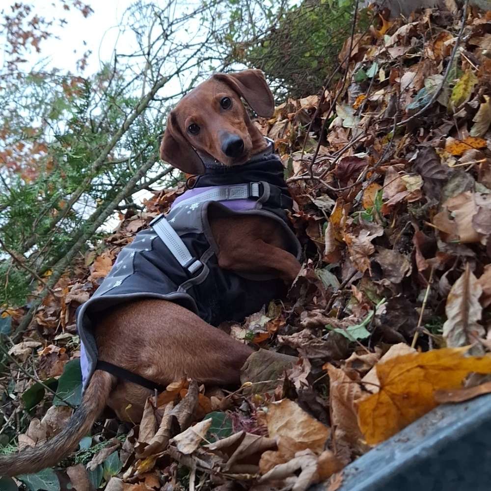 Hundetreffen-Spaziergang ,Spielen und Training-Profilbild