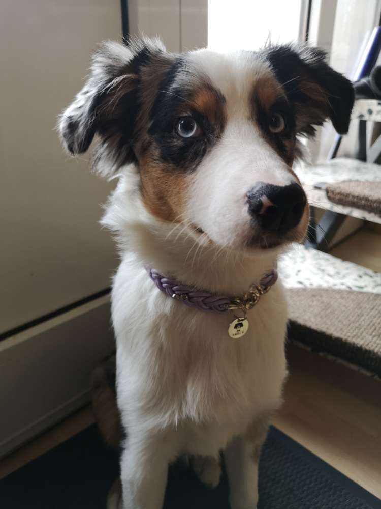 Hundetreffen-Spielgefährten gesucht-Profilbild