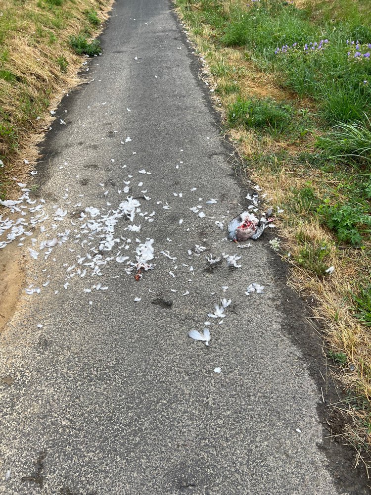 Giftköder-Tauben Kadaver-Profilbild