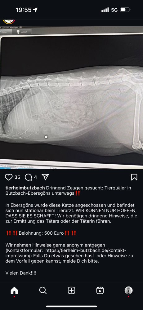 Giftköder-Katze wurde angeschossen!-Profilbild