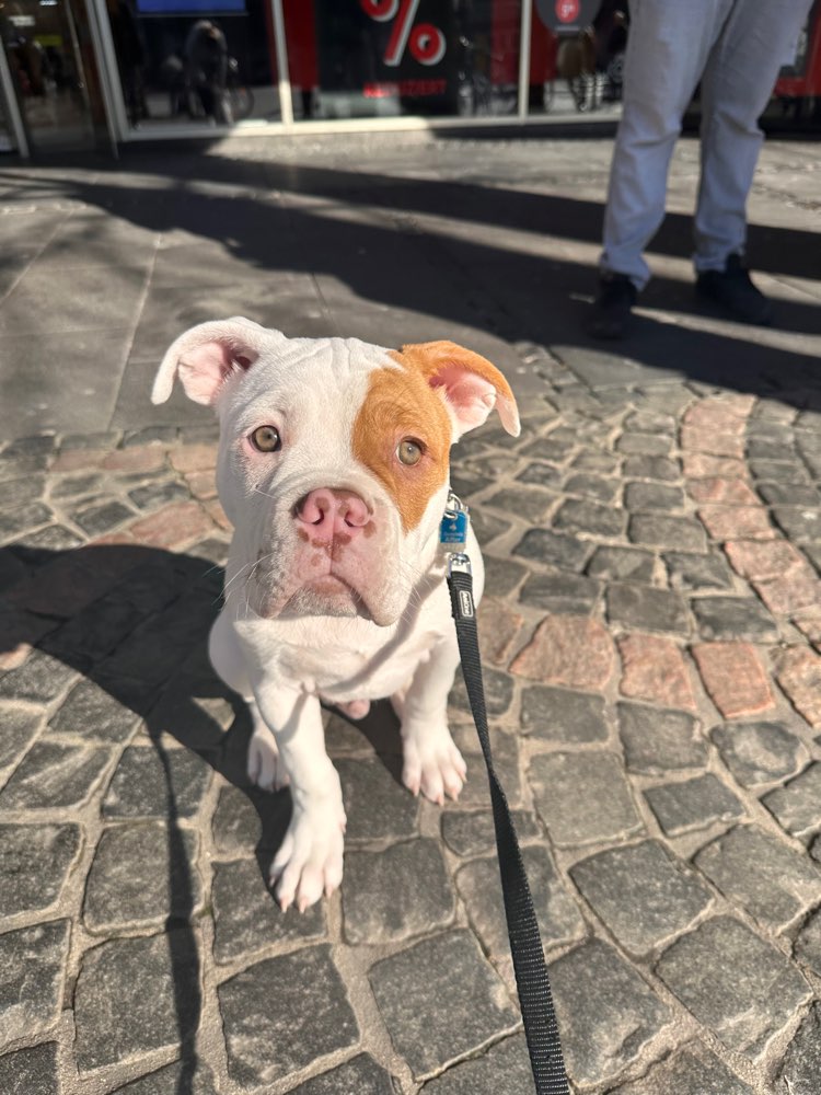 Hundetreffen-Hunde Treffen auf der Hunde Wiese in Beuel-Profilbild