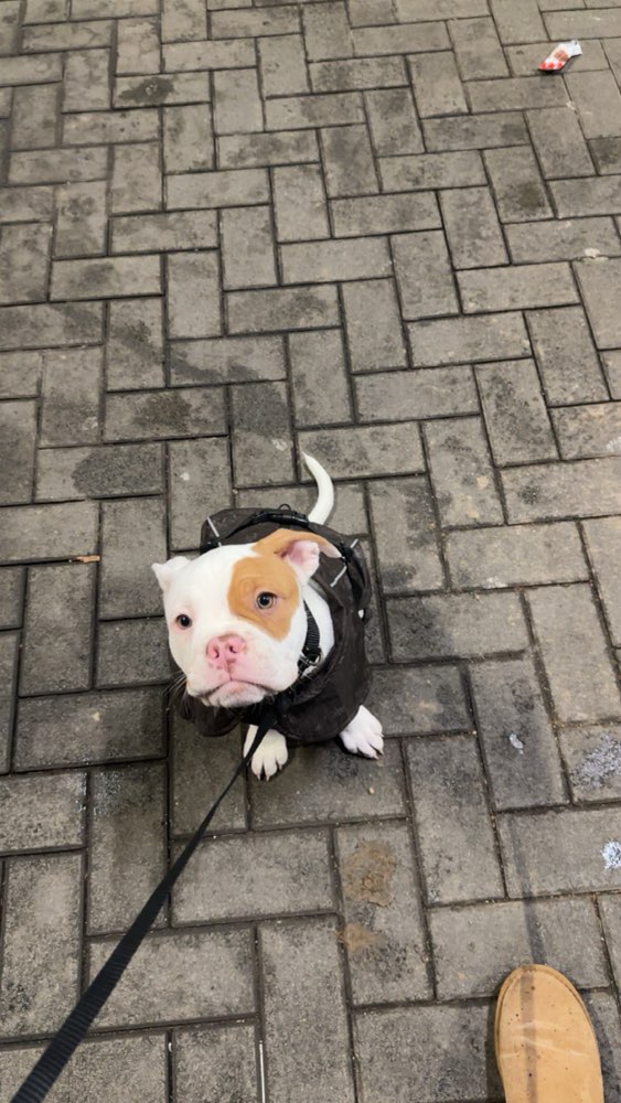 Hundetreffen-Hundetreffen in Beuel am Rhein-Profilbild