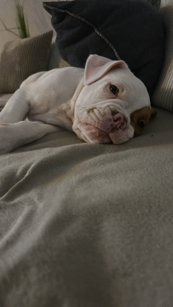 Hundetreffen-Welpen Treff Alfter-Profilbild