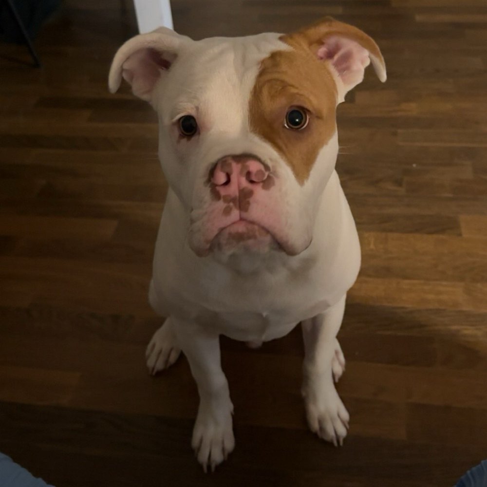 Hundetreffen-Hunde Treff Bonn-Profilbild