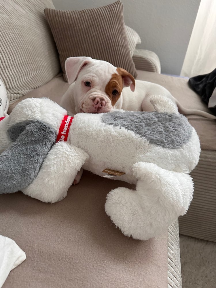 Hundetreffen-Suche eine/n Freund/in für meinen Welpen-Profilbild