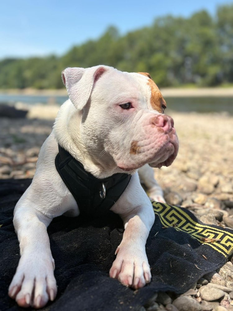 Hundetreffen-Hunde treffen-Profilbild