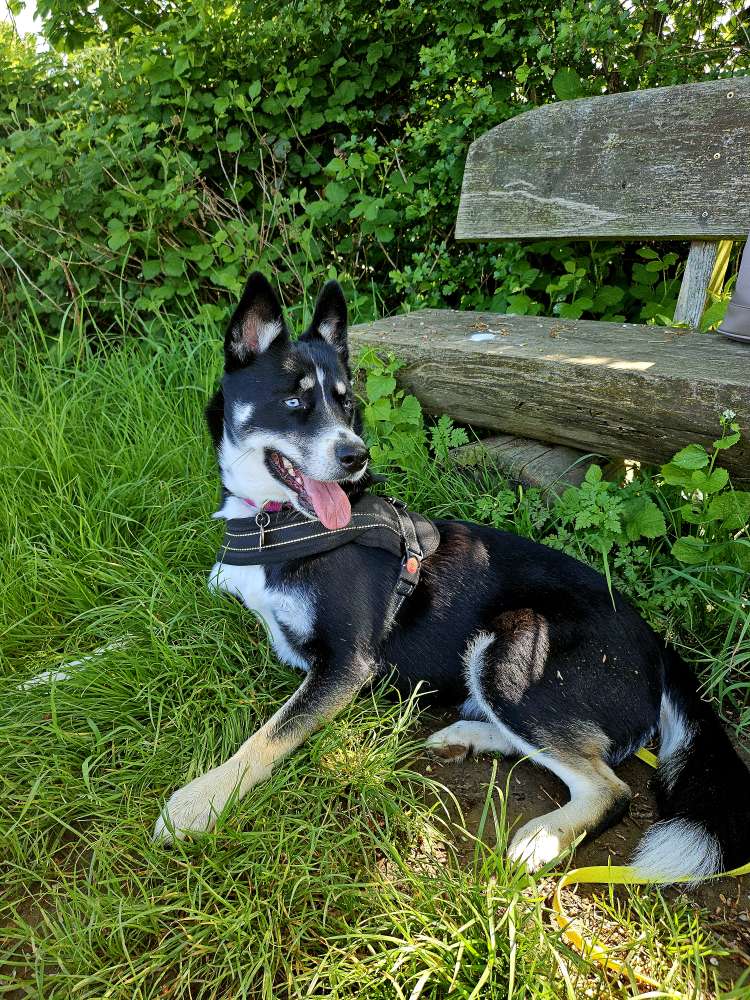 Hundetreffen-GASSI TREFFEN IN REMSCHEID VIERINGHAUSEN-Profilbild