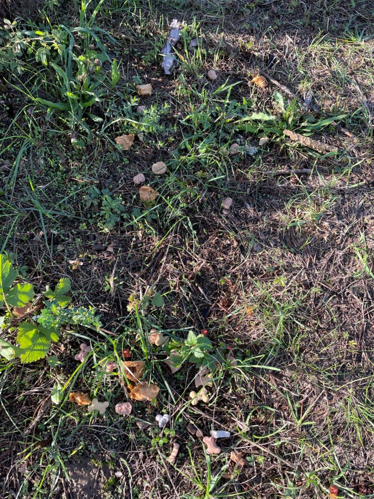 Giftköder-Leckerchen ausgelegt-Profilbild