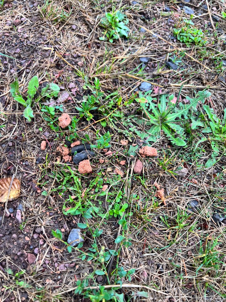 Giftköder-Leckerchen ausgelegt-Profilbild