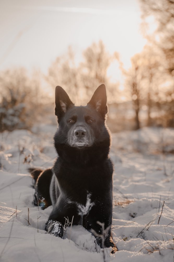 Hundetreffen-Hundefreunde in Fellbach und Umgebung-Profilbild