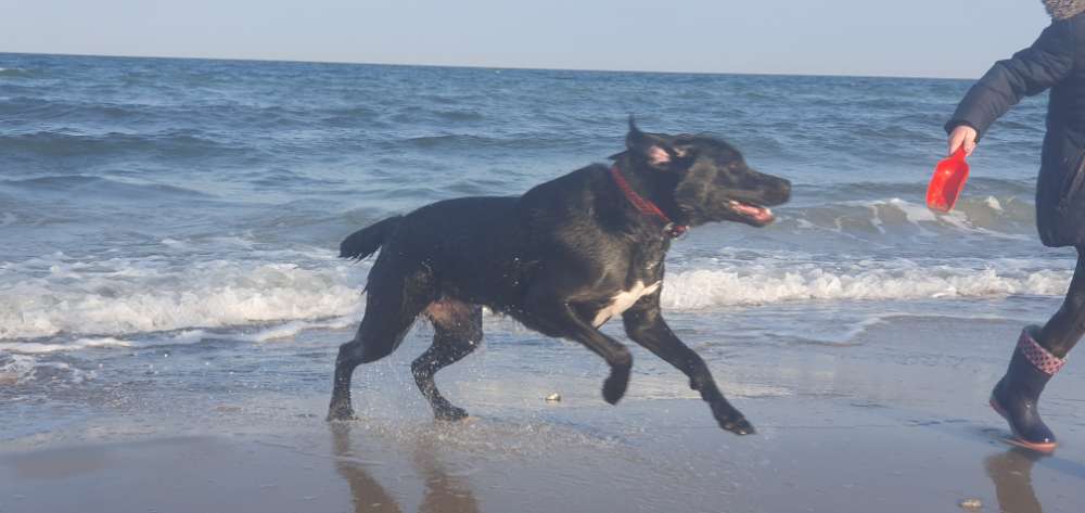 Hundetreffen-Spielpartner für Maila-Profilbild